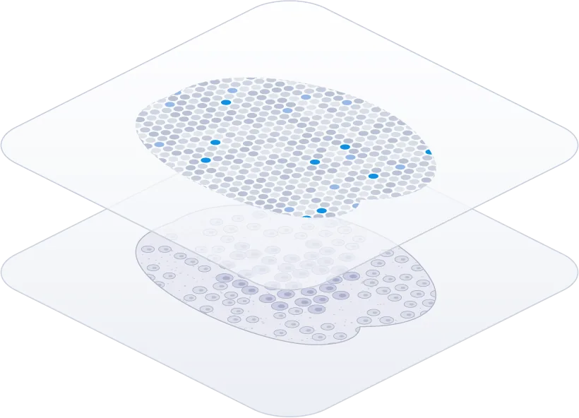 Spatial transcriptomics spot map layered over an H&E-stained tissue section on glass slides